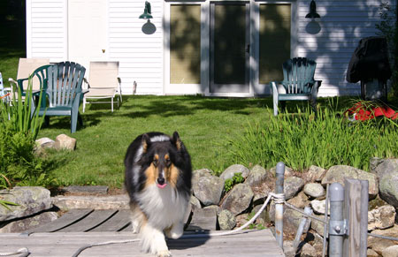 Josh the Black Collie