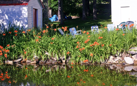 Orange Day Lilies