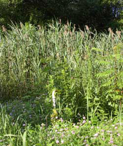 Twin Lakes Road Crossing