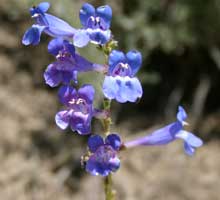 Penstemon