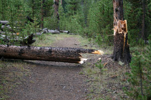 Fallen Tree