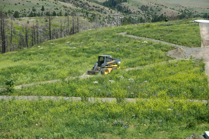 Chuck in the front yard