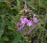 Fireweed