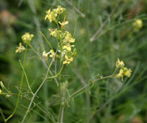 Wild Mustard