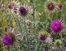 Thistle