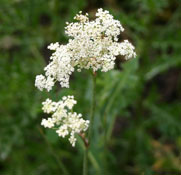 Yarrow
