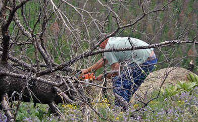 Rich dismembers a dead tree