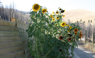 Mammoth Sunflowers