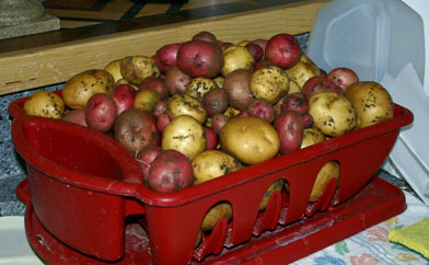 Montana Potatos