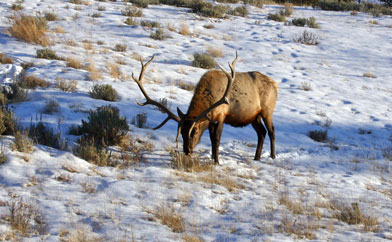 6 x 6 Bull Elk