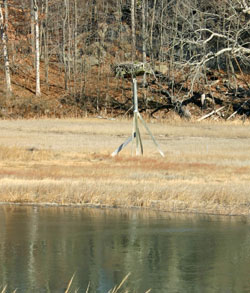 Osprey Nest