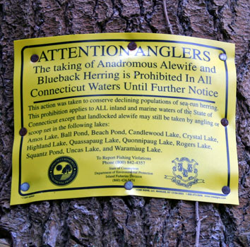 No Fishing for Alewives