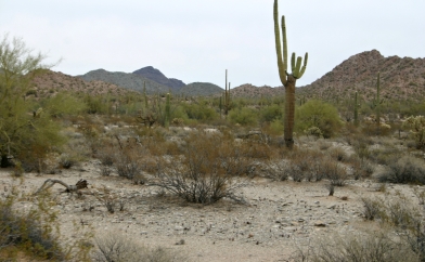 Deadly Desert