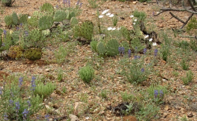 Desert Garden Landscape