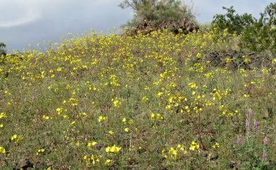 California Poppies