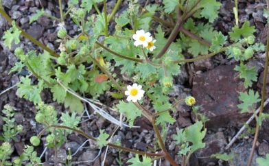 Tiny Daisy Like Flower
