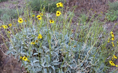 Desert Black-eyed Susan