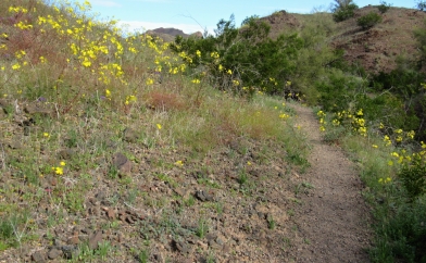 River Island Park Trail