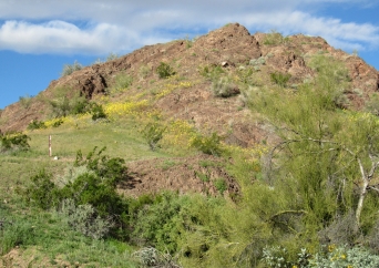 Desert Trees, shrubs and flowers