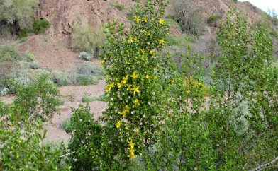 Creosote Bush in bloom