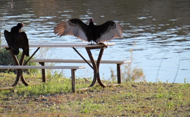 Turkey Vultures Fishing