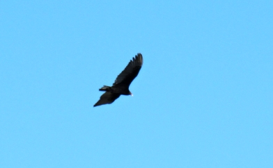 Turkey Vulture