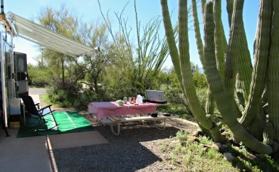 Organ Pipe Cactus Campsite