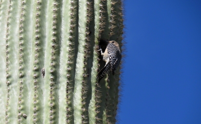 Woodpecker on a Saguaro Cactus
