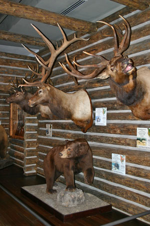 Elk and a Black Bear