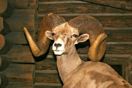 Dall Mountain Sheep