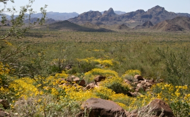 Flowers at KOFA