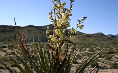 Yucca Flowers