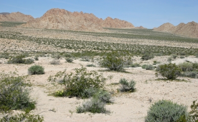 Open Desert near 29 Palms