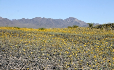Poppies at Amboy Crater