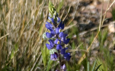 Purple Lupine