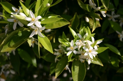 Orange Tree Blossoms